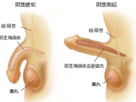 男人治阳痿的几种方法